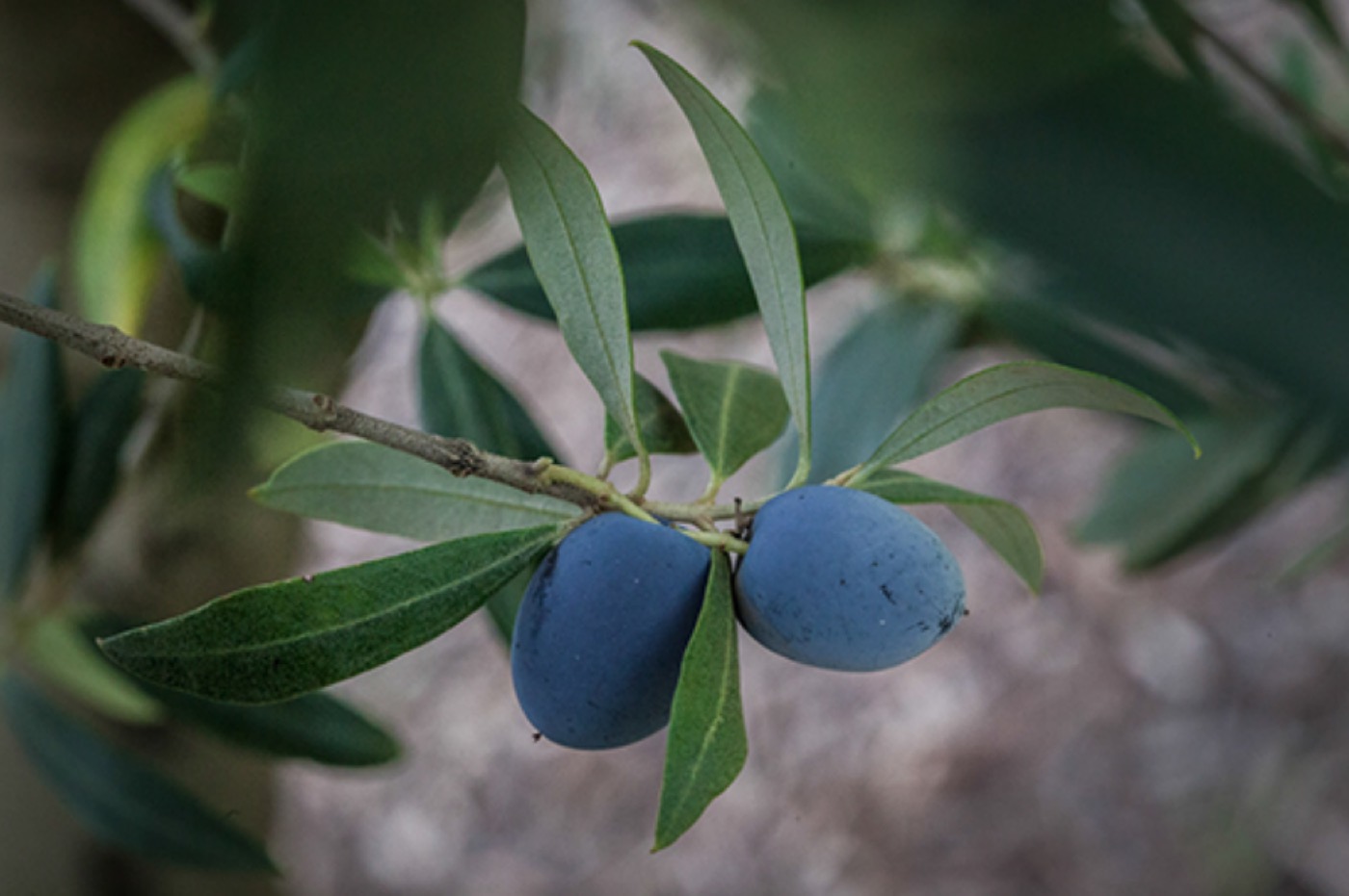 Chetoui olives
