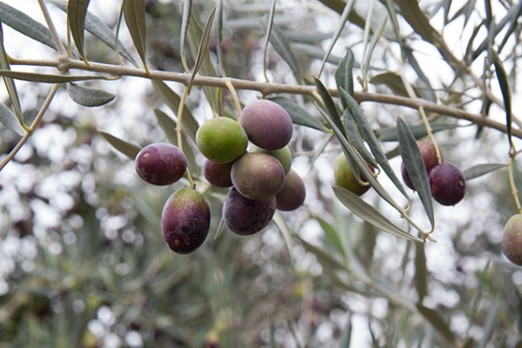 Hojiblanca olives